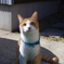 愛猫ちくわ君