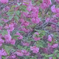 八重桜