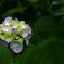 誰かの花束