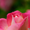 美しい薔薇