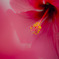 red-flower