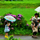 紫陽花　雨もまた楽し