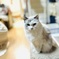 自宅の飼い猫