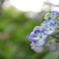 Hydrangea
