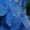 雨あがり紫陽花