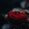 高貴な薔薇