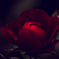 高貴な薔薇2