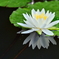 睡蓮