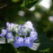 木漏れ日と紫陽花