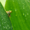 雨が好き！