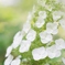 ６月の花嫁