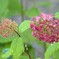 朝露～紫陽花