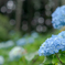 遅咲きの紫陽花