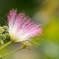 夏の花 ネムノキ