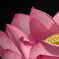 花托（かたく）は、果托（かたく）へと