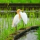 P1030106：アマサギ_R
