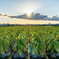 Tobacco Leaves with Sunshine