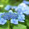 自然の中の花火