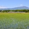 110616秋田新幹線こまち