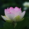 蓮の花