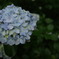 青い紫陽花