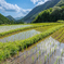 山間の棚田