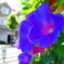 大きな昼顔