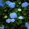 Hydrangea