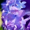 Shining hydrangea