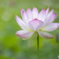 蓮の花①