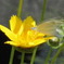 花に蝶