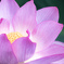 揺れる花弁
