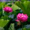 花はす１