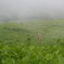 鹿のいる風景・・・①