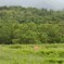 鹿のいる風景・・・③