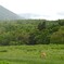 鹿のいる風景・・・④