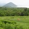 鹿のいる風景・・・⑤