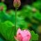 花蓮開花始まる