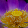 花はす５