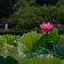 花はす６