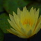 睡蓮１