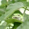 いつからいたの？