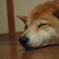 しばいぬ