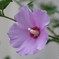 庭に咲く花76「ムクゲ」