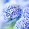 紫陽花づくし　14