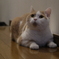 荒ぶってた猫
