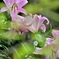 道端に咲く花