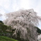 又兵衛桜