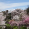 又兵衛桜　種々のさくら越しの遠景