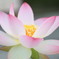 蓮の花、うつくしきかな